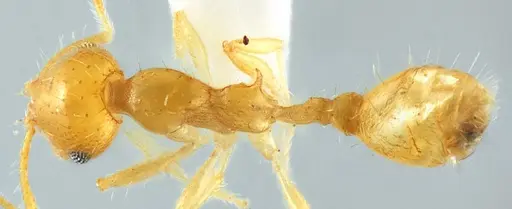 Recurvidris chanapaithooni specimen