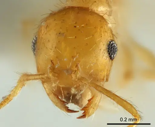 Recurvidris chanapaithooni specimen