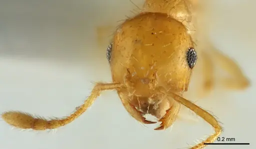 Recurvidris chanapaithooni specimen