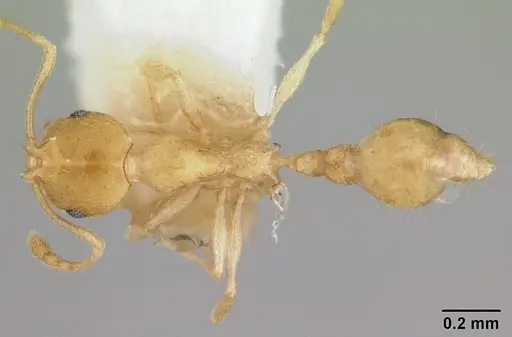 Recurvidris hebe specimen