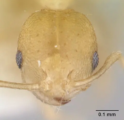 Recurvidris hebe specimen