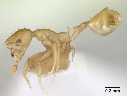 Recurvidris hebe specimen