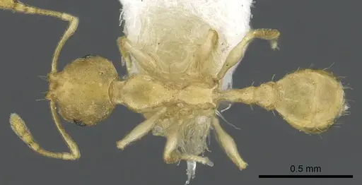 Recurvidris hebe - CASENT0902056