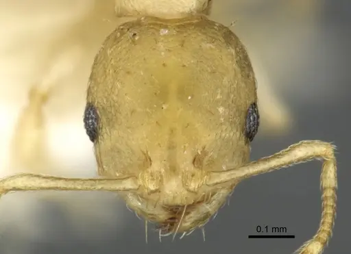 Recurvidris hebe - CASENT0902056