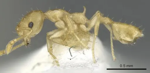 Recurvidris hebe - CASENT0902056