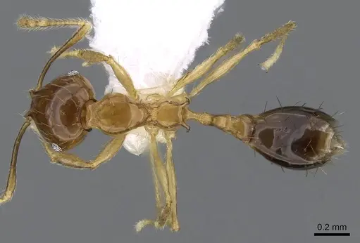 Recurvidris kemneri specimen