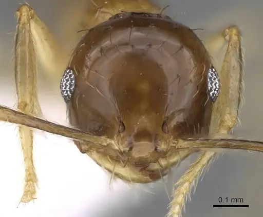 Recurvidris kemneri specimen