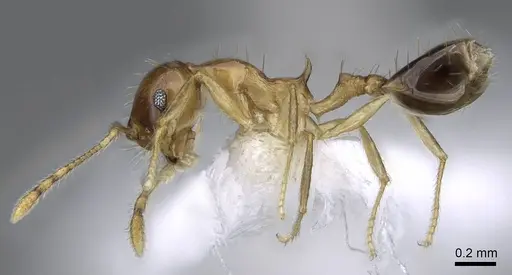 Recurvidris kemneri specimen