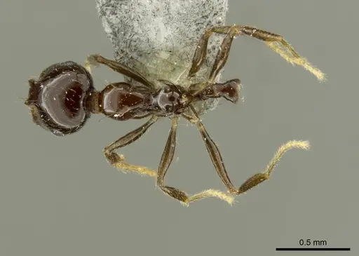 Recurvidris nigrans specimen