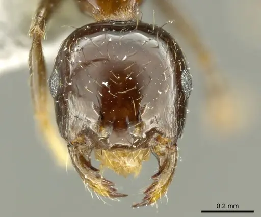 Recurvidris nigrans specimen