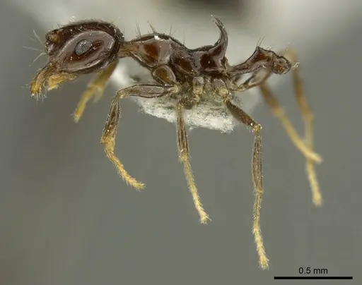 Recurvidris nigrans specimen