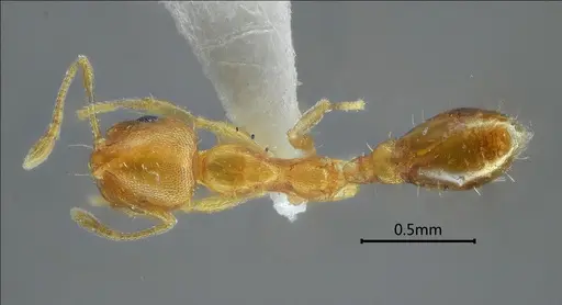 Recurvidris nuwa specimen