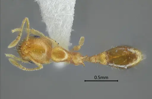Recurvidris nuwa specimen