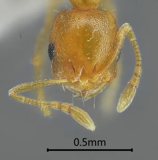 Recurvidris nuwa specimen