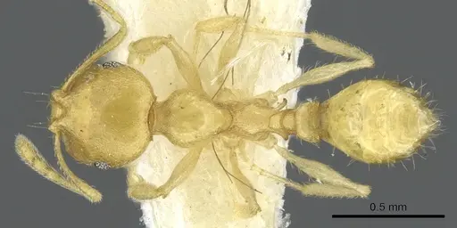 Recurvidris pickburni specimen