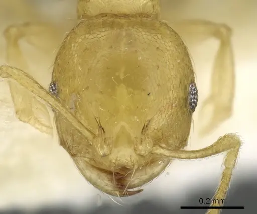 Recurvidris pickburni specimen