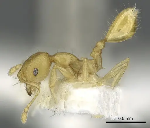 Recurvidris pickburni specimen