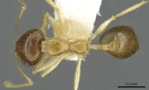 Recurvidris proles specimen