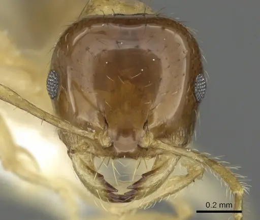 Recurvidris proles specimen