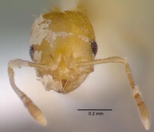 Recurvidris recurvispinosa specimen
