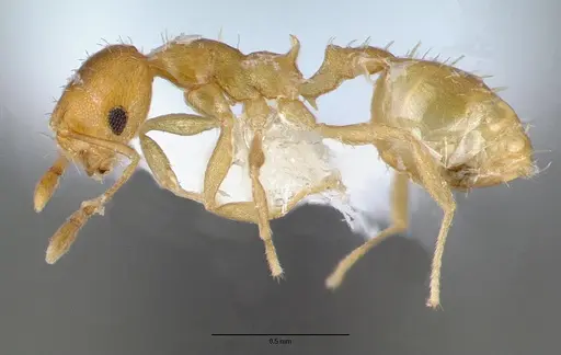Recurvidris recurvispinosa specimen