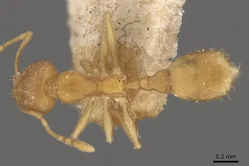 Recurvidris recurvispinosa - CASENT0908882