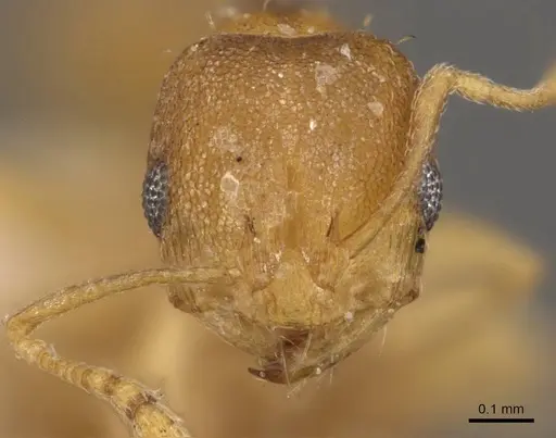 Recurvidris recurvispinosa - CASENT0908882