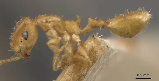 Recurvidris recurvispinosa - CASENT0908882