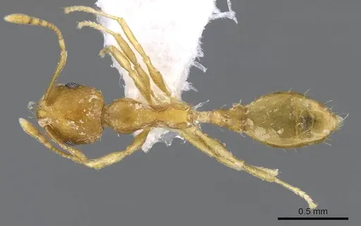 Recurvidris recurvispinosa - CASENT0914658