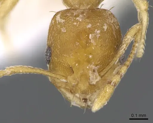 Recurvidris recurvispinosa - CASENT0914658