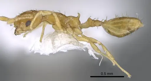 Recurvidris recurvispinosa - CASENT0914658