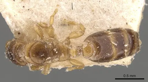 Rhopalomastix escherichi specimen