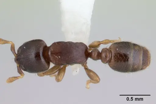 Rhopalomastix johorensis specimen