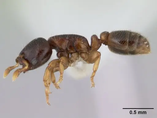 Rhopalomastix johorensis specimen