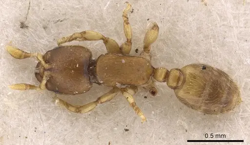 Rhopalomastix johorensis - CASENT0901744