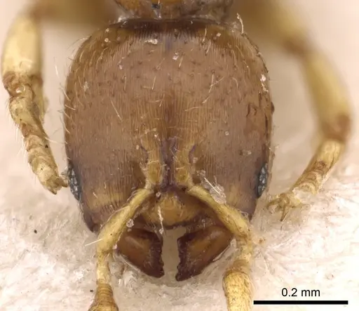 Rhopalomastix johorensis - CASENT0901744