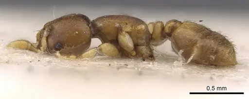 Rhopalomastix johorensis - CASENT0901744