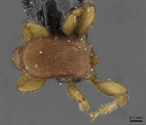 Rhopalomastix johorensis - CASENT0911229