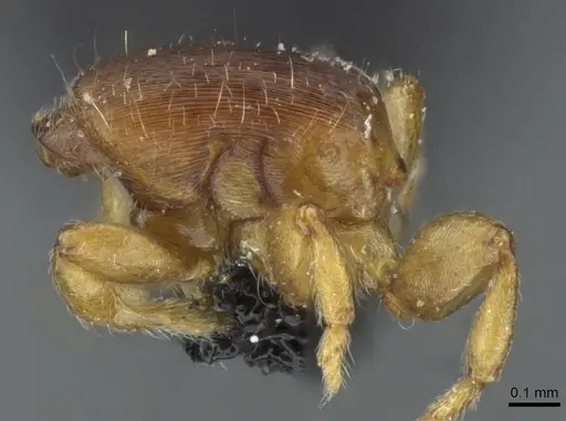 Rhopalomastix johorensis - CASENT0911229