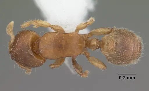 Rhopalomastix rothneyi specimen