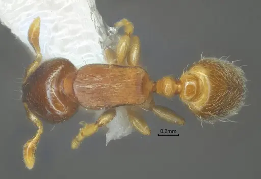 Rhopalomastix umbracapita specimen