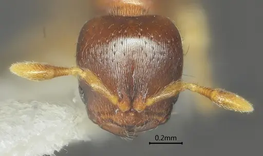 Rhopalomastix umbracapita specimen