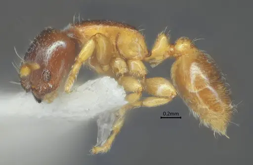 Rhopalomastix umbracapita specimen