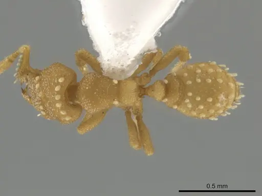 Rhopalothrix amati specimen