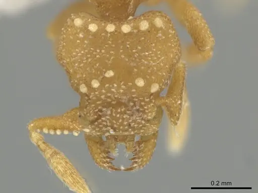 Rhopalothrix amati specimen