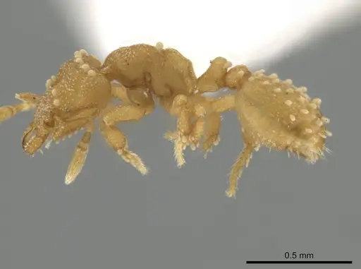 Rhopalothrix amati specimen