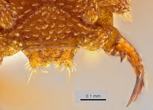 Rhopalothrix andersoni specimen