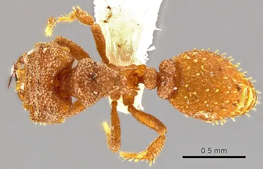 Rhopalothrix andersoni - CASENT0629582