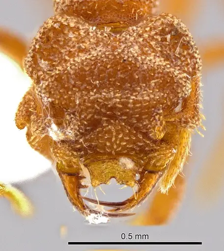 Rhopalothrix andersoni - CASENT0629582