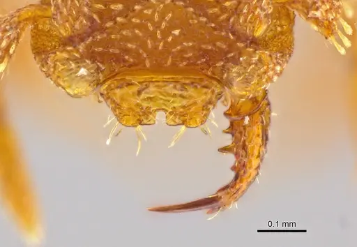 Rhopalothrix andersoni - CASENT0629582